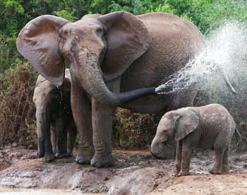 Слоны, носороги и вараны станут последним способом решения экологических проблем 