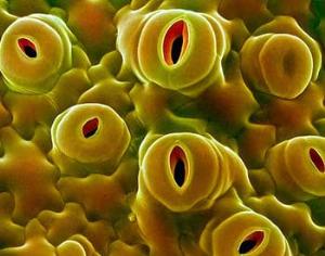 Система фотосинтеза изменяется благодаря засухе