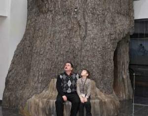 Экспозиция Пройди путем эволюции в Дарвиновском музее завершилась сооружением дуба