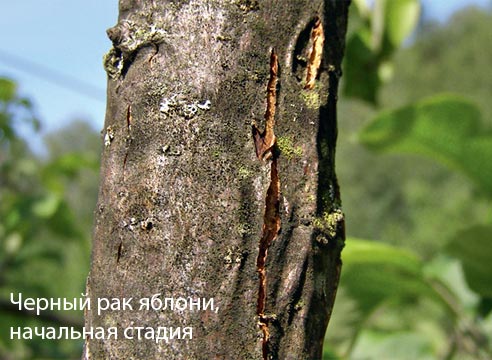 Черный рак яблони, начальная стадия