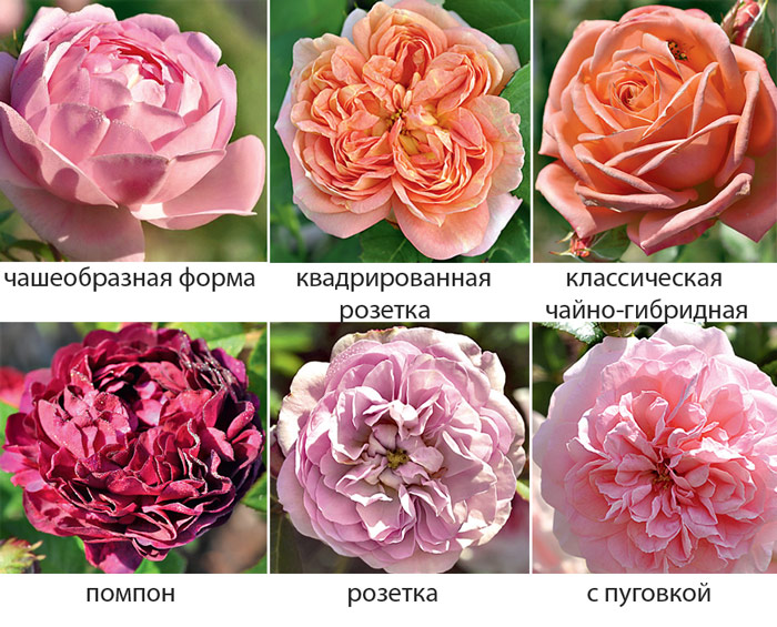 Форма цветка розы