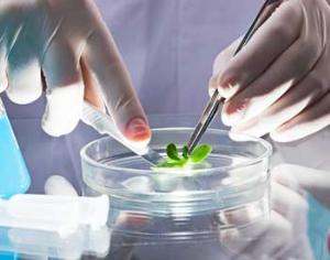 Капуста может разговаривать