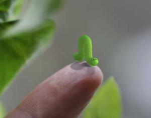 Для защиты от насекомых растения используют биологические часы