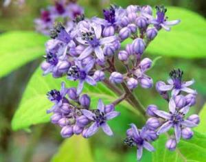 Гортензия станет эликсиром молодости