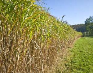 Ученые нашли идеальное растение для биотоплива