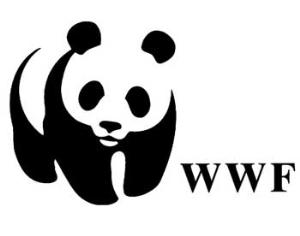 Утверждены Основы государственной экологической политики России