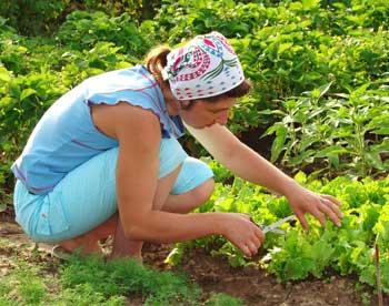 В Ульяновской области отменят земельный налог для садоводов 