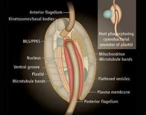 Найден общий предок растений и водорослей