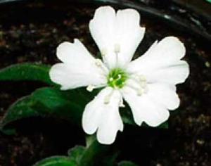 Российские биологи оживили растение возрастом 30 тысяч лет