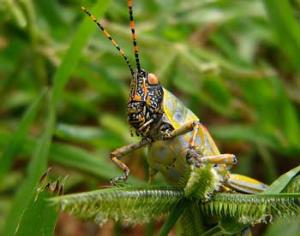 Африканские кузнечики без проблем переваривают яд