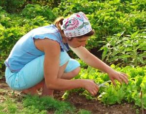 В Ульяновской области отменят земельный налог для садоводов