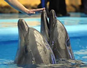 Землю дендропарка отдадут под дельфинарий