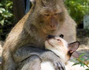 Животные и люди не так агрессивны, как принято считать