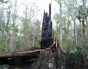 В США арестовали девушку, уничтожившую старейшее дерево страны