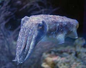 Кальмары отчасти плывут под водою, отчасти по воздуху плавно летят