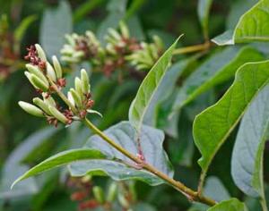 Ученые выяснили, как почки растений разворачиваются в листья