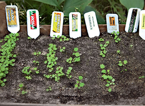 Как вырастить клубнику - садовую землянику из семян. САДОВНИК – для всех, укого есть дачный участок, сад, огород или дом