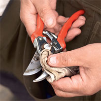 Прививка сирени