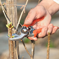 Как привить сортовую сирень. Шаг 2