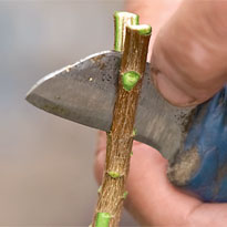 Как привить сортовую сирень. Шаг 3