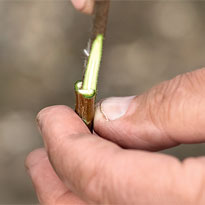 Как привить сортовую сирень. Шаг 5