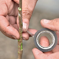 Как привить сортовую сирень. Шаг 6