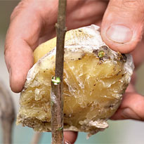 Как привить сортовую сирень. Шаг 7