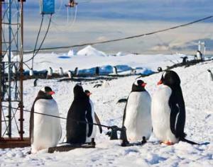 Антарктиду оккупировали сорняки и насекомые