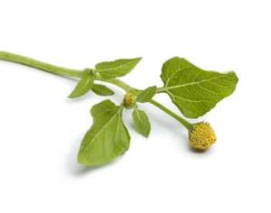 В Южной Америке растет трава, полностью снимающая зубную боль