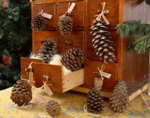 На Камчатке демонстрируют шишки