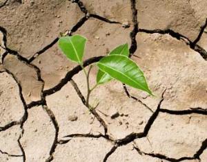 Растения запоминают случаи засухи, чтобы приспособиться к ней