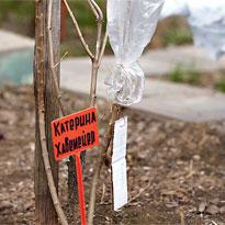 Как привить сортовую сирень