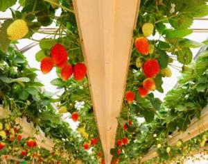 Японцы будут выращивать на Урале растения без почвы