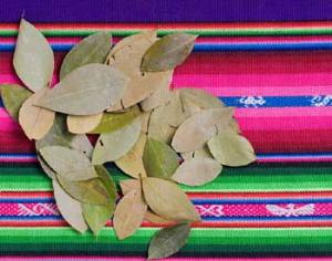 Президент Боливии просит ООН узаконить коку