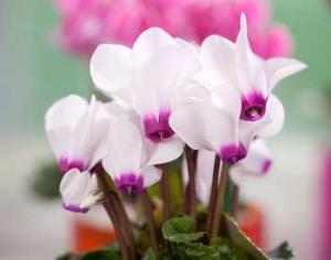 Русский музей будет возделывать свой сад на цветочной выставке в Лондоне