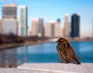 Растения страдают от городского шума так же, как животные и птицы