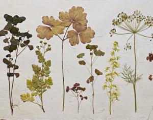 Гербарии могут стать спасением человечества