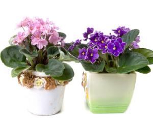 В Киеве пройдет выставка фиалок