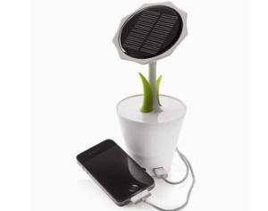 Домашний цветок поможет сэкономить электроэнергию