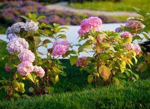 Гортензии для средней полосы России