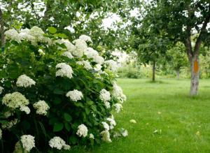Сорта гортензии древовидной