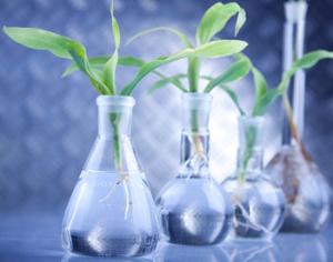 На Алтае клонируют лекарственные растения