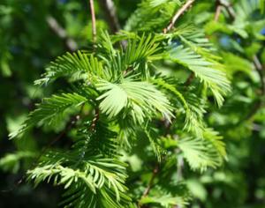 Российские ученые открыли новые принципы эволюции растений