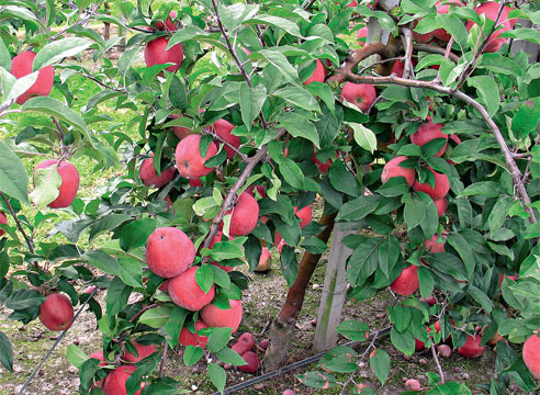 Как ускорить плодоношение плодовых деревьев: яблонь, груш, слив и других