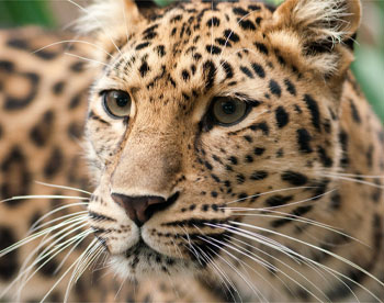Национальный парк Земля леопарда официально создан 
