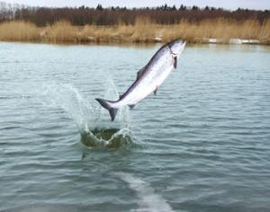 Ученые восстановят популяции речных лососевых