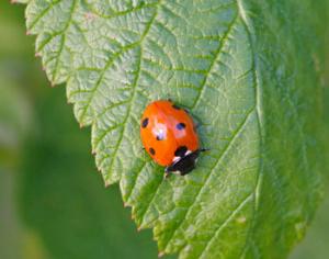 Божья коровка соображает, как ведет себя тля