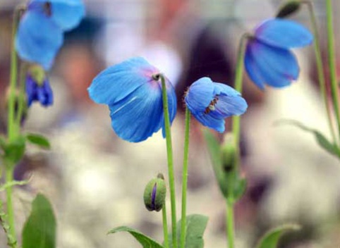 Меконопсис, Meconopsis