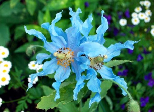 Меконопсис, Meconopsis