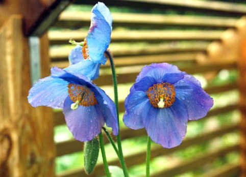 Меконопсис, Meconopsis